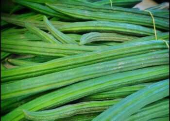 Fresh homegrown organic drumsticks