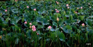 Lotus field on the Dal