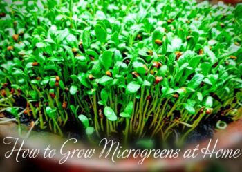 How to Grow Microgreens at Home
