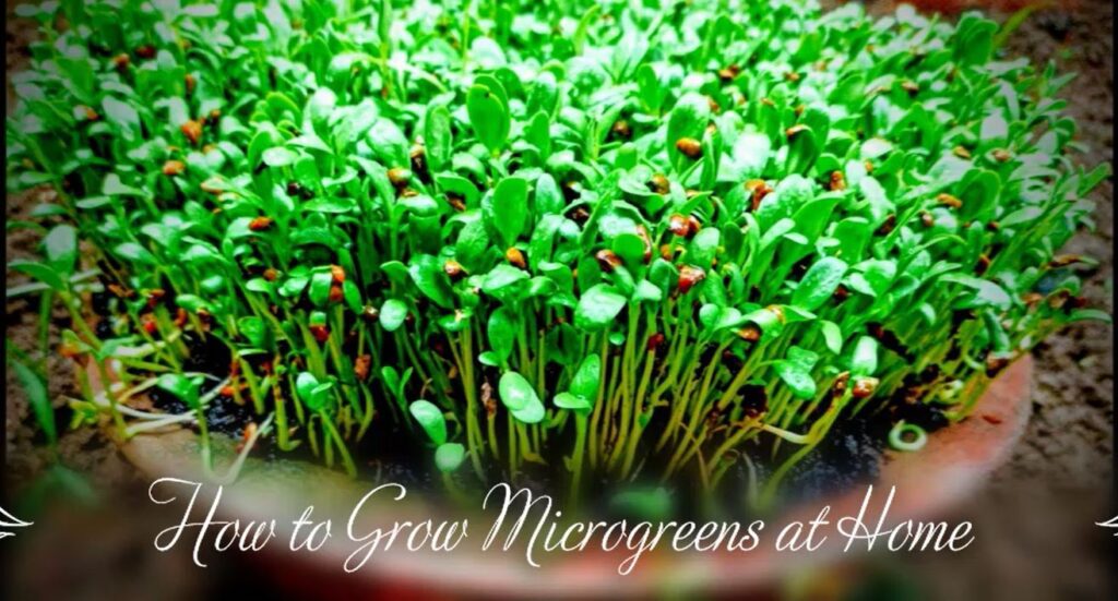 Why and How to Grow Microgreens At Home ~ Homestead and Chill