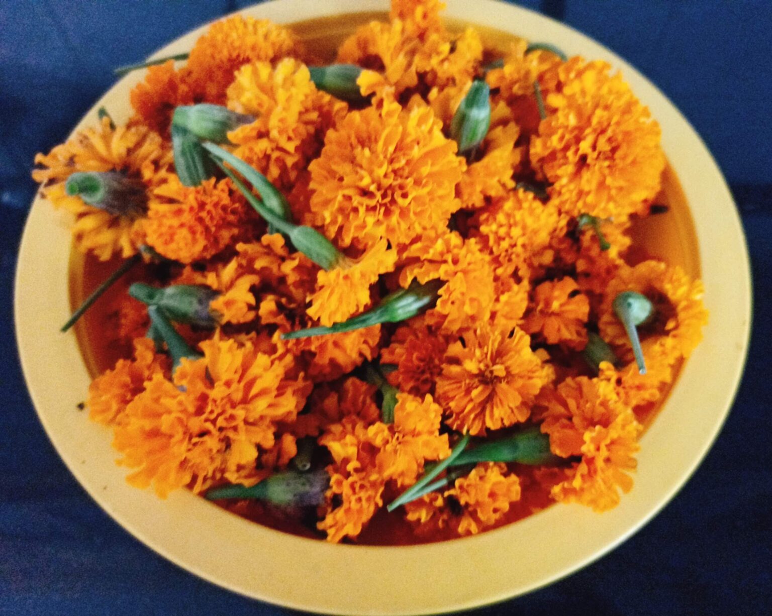 How to grow Marigolds from dry flowers? Wordsmith Kaur