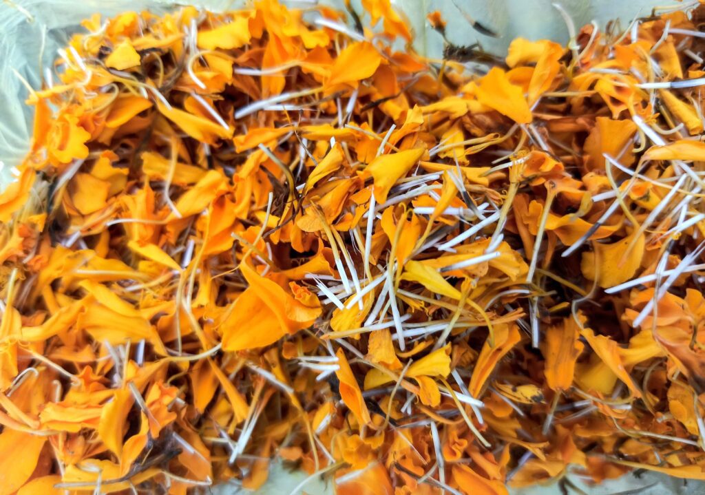 Ripped petals of dry Marigold