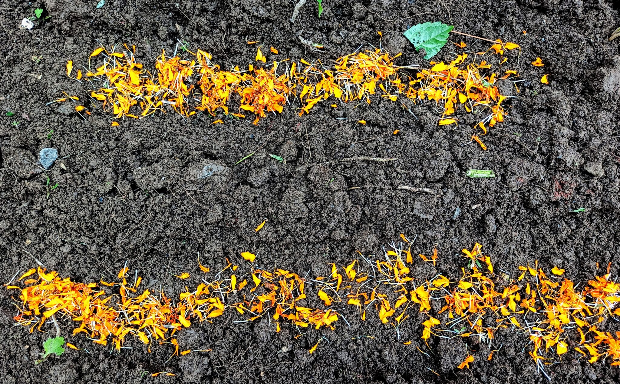 How to grow Marigolds from dry flowers? Wordsmith Kaur