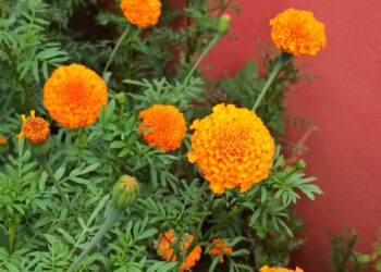 How to grow Marigolds from dry flowers?