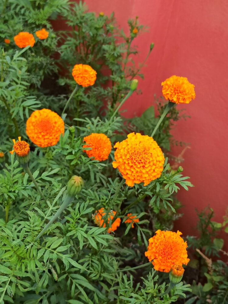 How to grow Marigolds from dry flowers? Wordsmith Kaur
