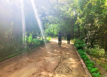 How Nature Benefits Mental Health