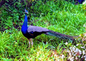 Kasu Bramhananda Reddy National Park or KBR Park, Hyderabad