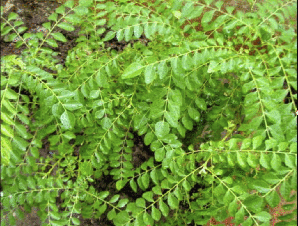 Karvepakku or Curry leaves fresh from the tree