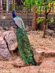 Peacock at KBR Park