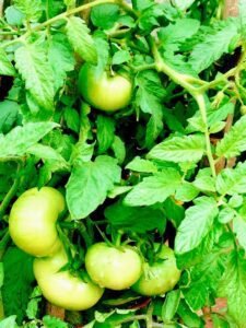 Raw green tomatoes