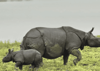 rhino at kaziranga