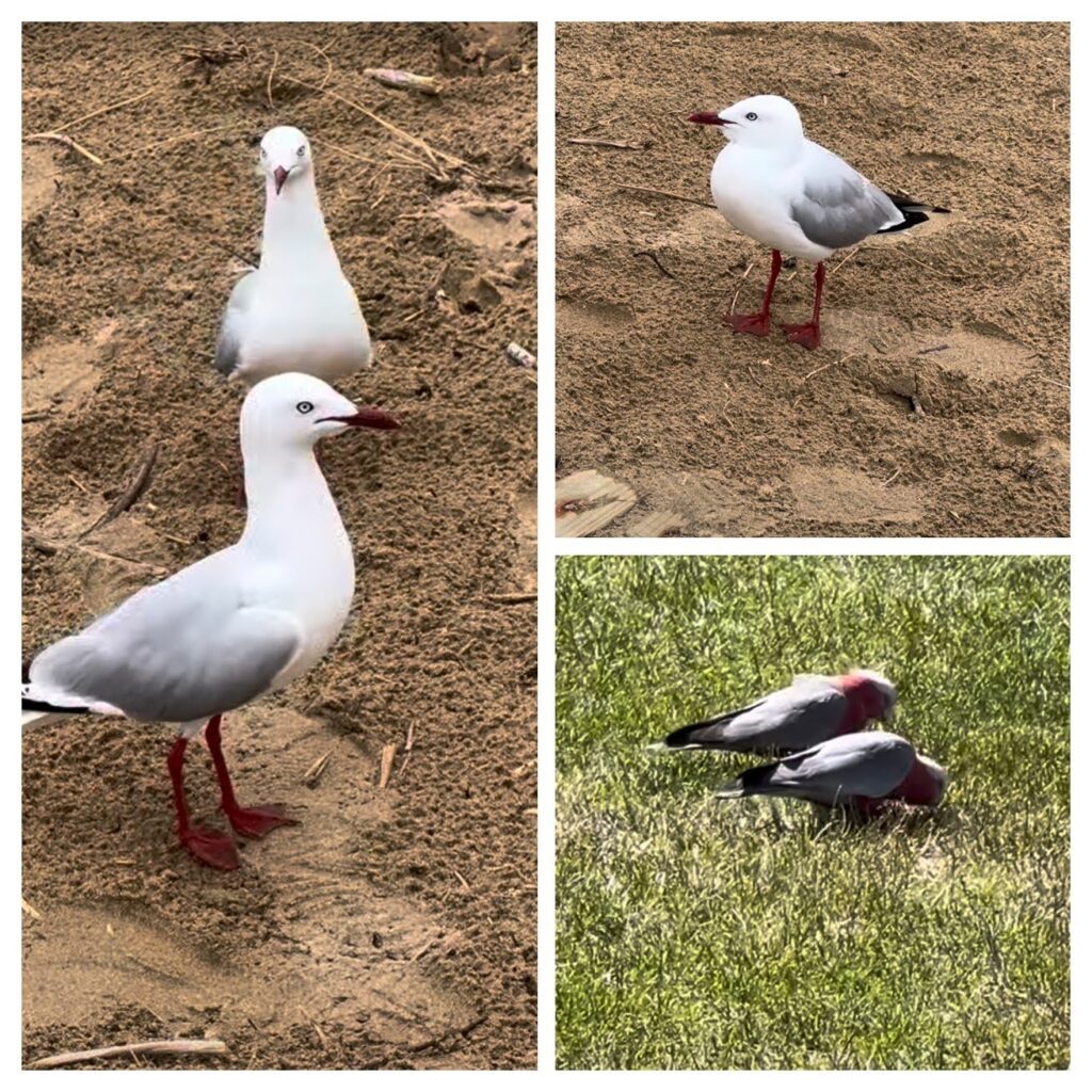 Birds on the beach