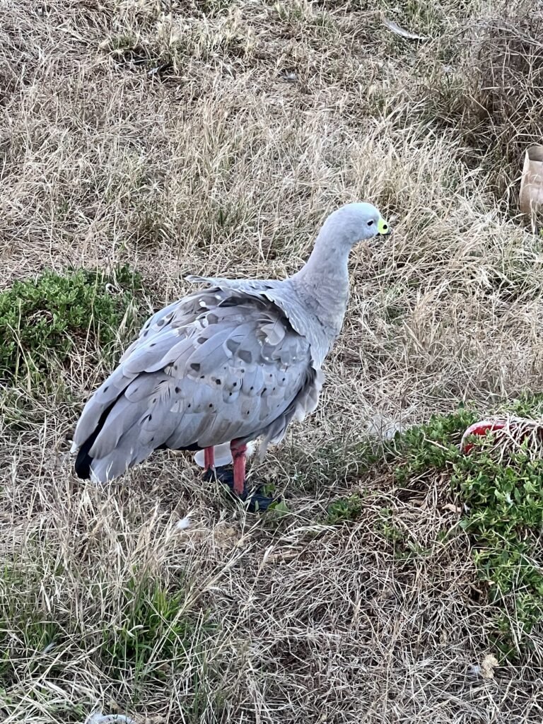 Cape Barren geese-Melbourne to Phillip Island Day Trip