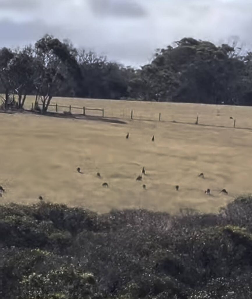 Kangaroos in the wild