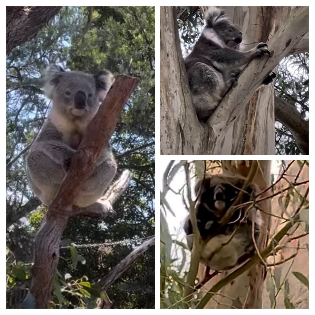 Koalas High up on The Eucalyptus trees