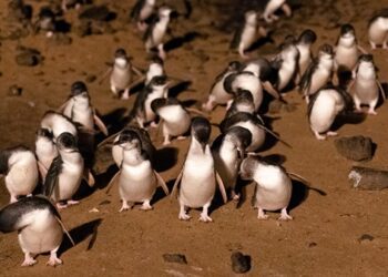 Penguins resting and preening