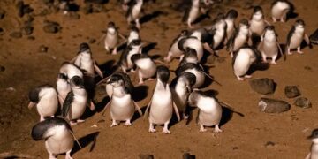 Penguins resting and preening