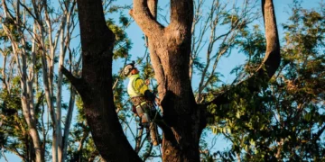 How to tell if your tree needs professional attention jpeg