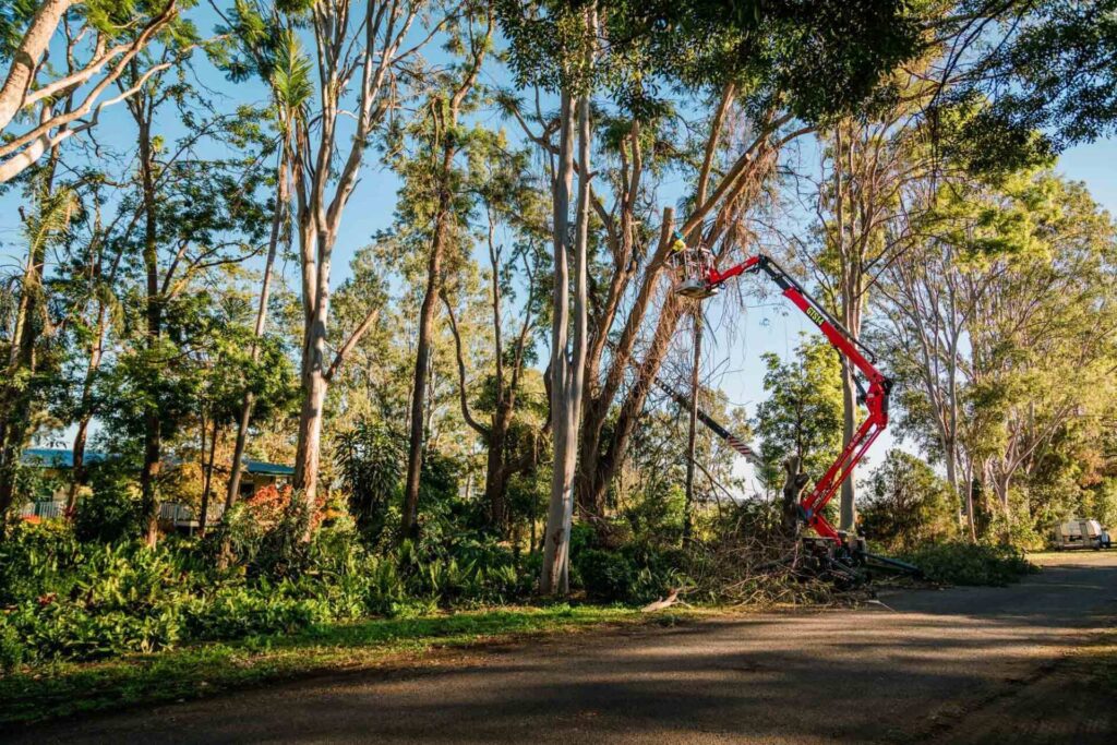 Professional Help to Chop trees