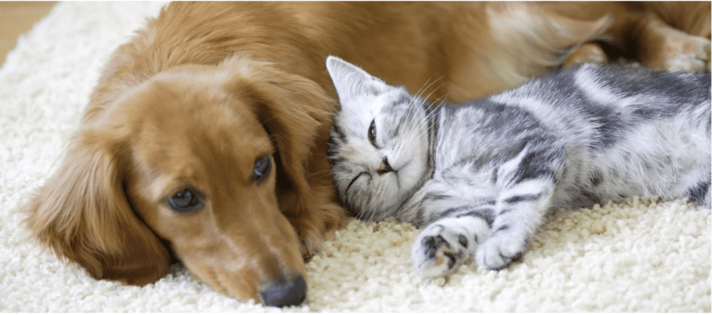 Dogs should be taken to the Vet regularly