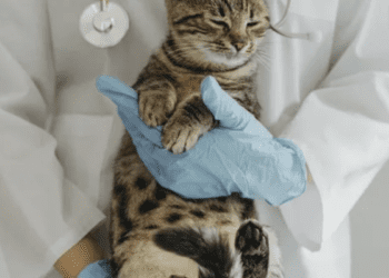 Pet cats need to see the vet