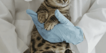 Pet cats need to see the vet