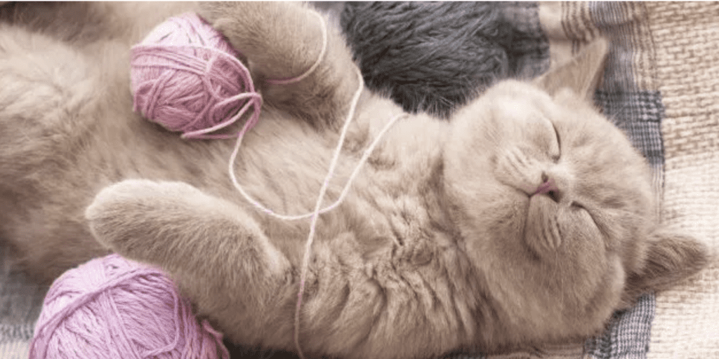 Pets need to see a Vet