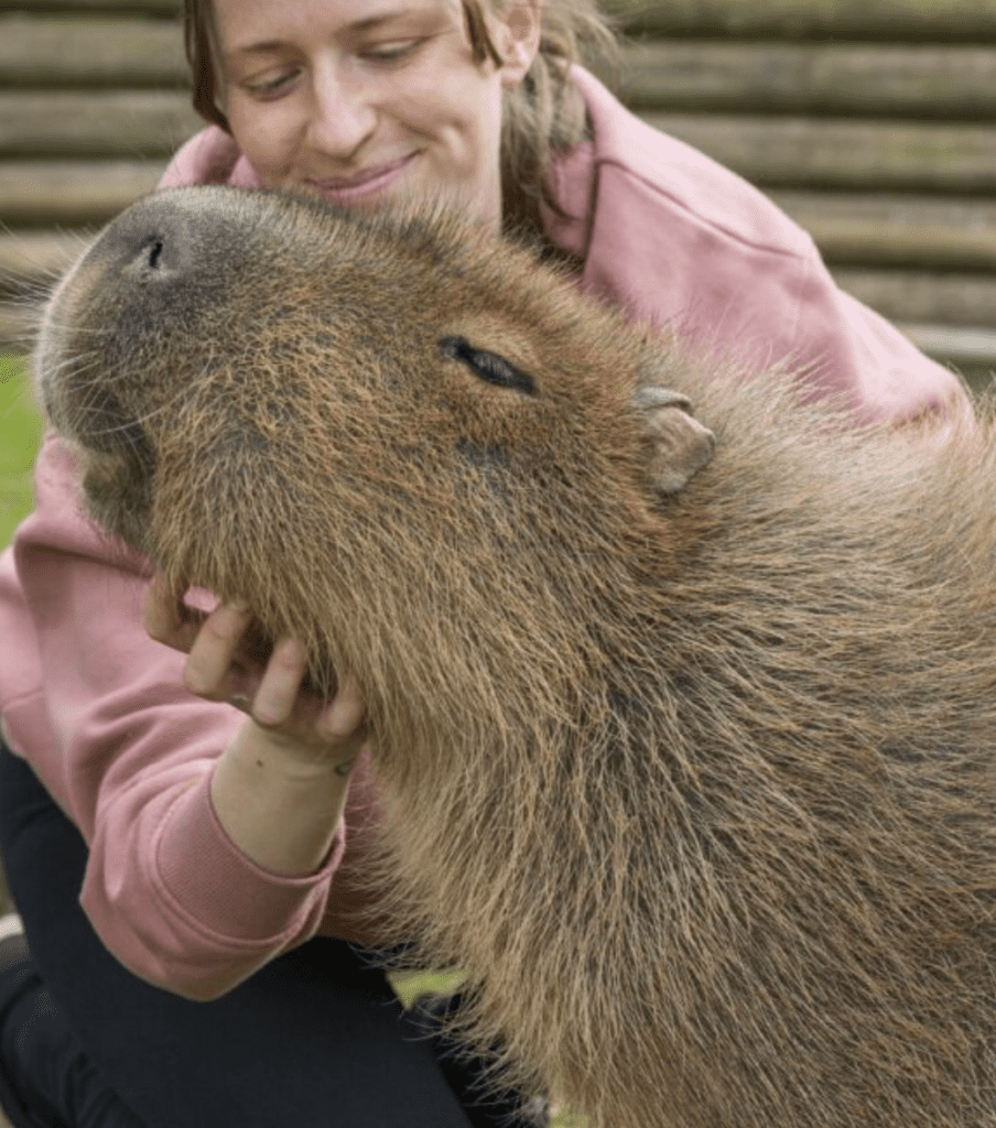 Capybara Feeding